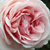 Rosa - Nostalgische rosen - Aphrodite®